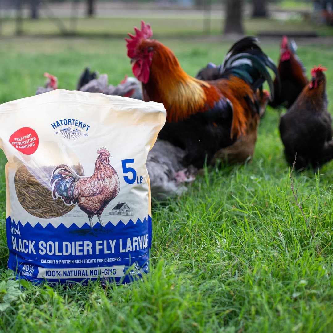Chicken feed photographed outdoors